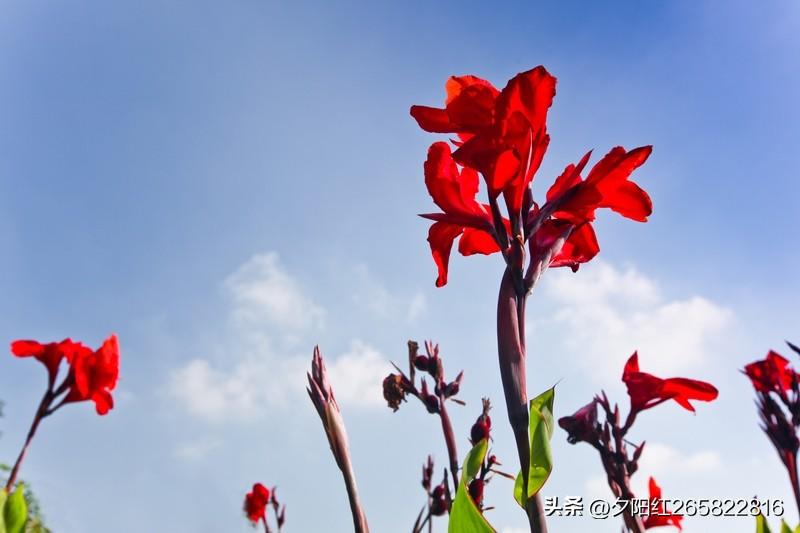 下联：？
上联:花红天蓝人欲醉
下联:柳缘波碧意难休
