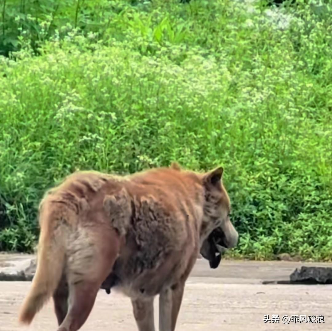 我爷爷养了一只十六年的大黄狗，今天它忽然离家出走，神情满是悲伤。我在后面呼唤它的
