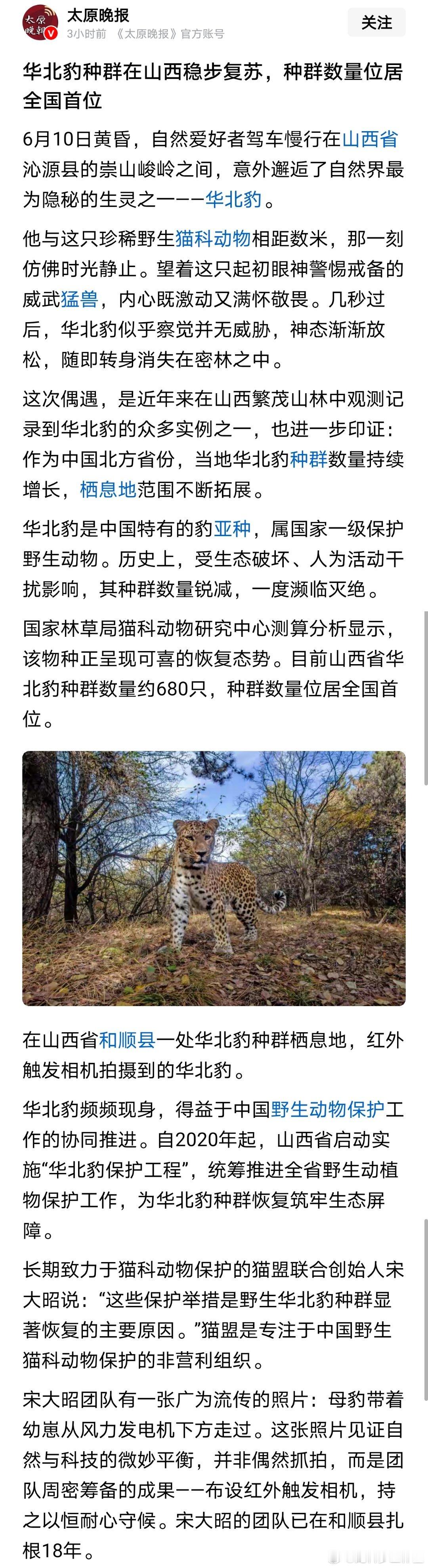 老家山里面环境不错，小动物很多，豹子不缺吃的。官媒报道，目前山西省华北豹种群数量