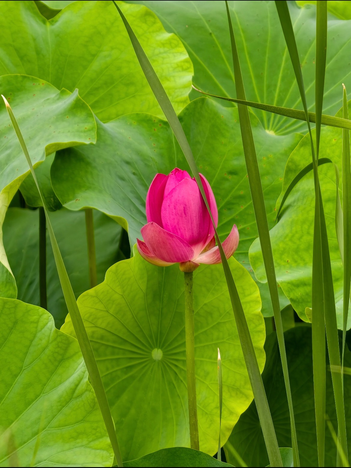 翠叶围红菡，一池夏日清宁。 ​​​
