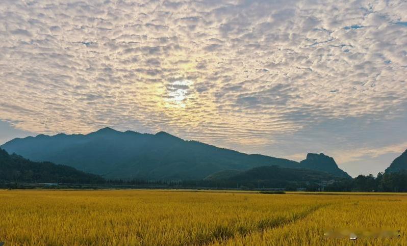 寒露至霜降，正是丰收的最佳时节。李香权的200亩晚稻迎来了收割高峰，机械化的操作