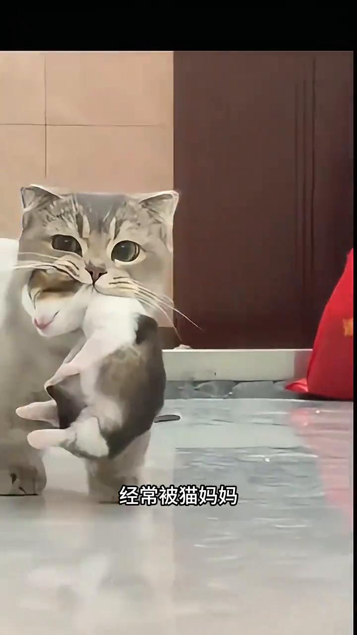 猫咪身上隐藏了哪些bug？
猫咪可以说是世界上最尊重底层代码的生物，它们的身上隐