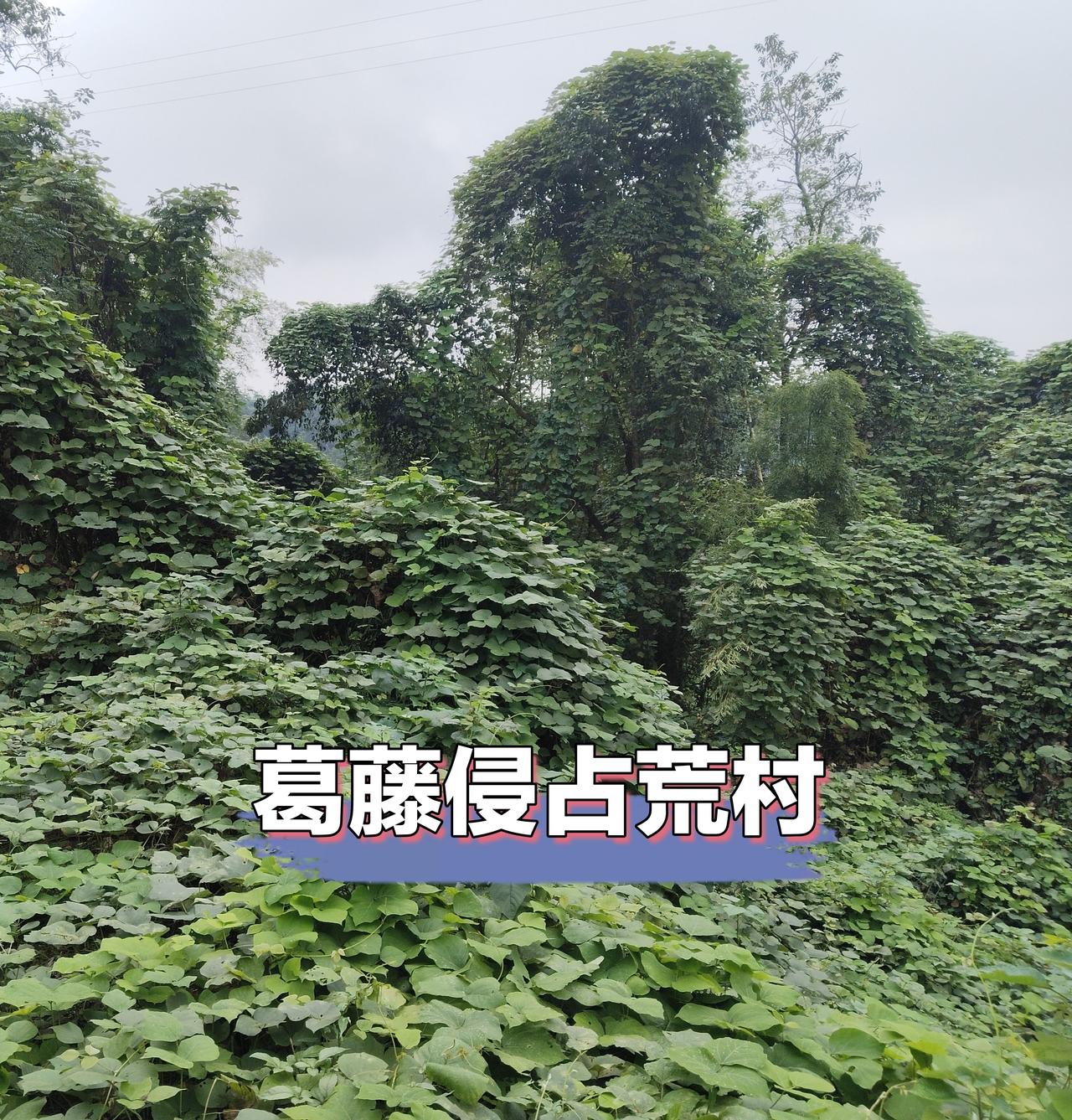 从农村无闲田，到荒地长满葛藤，用了20年。我是真感觉今年的葛藤长得很厉害，曾经的