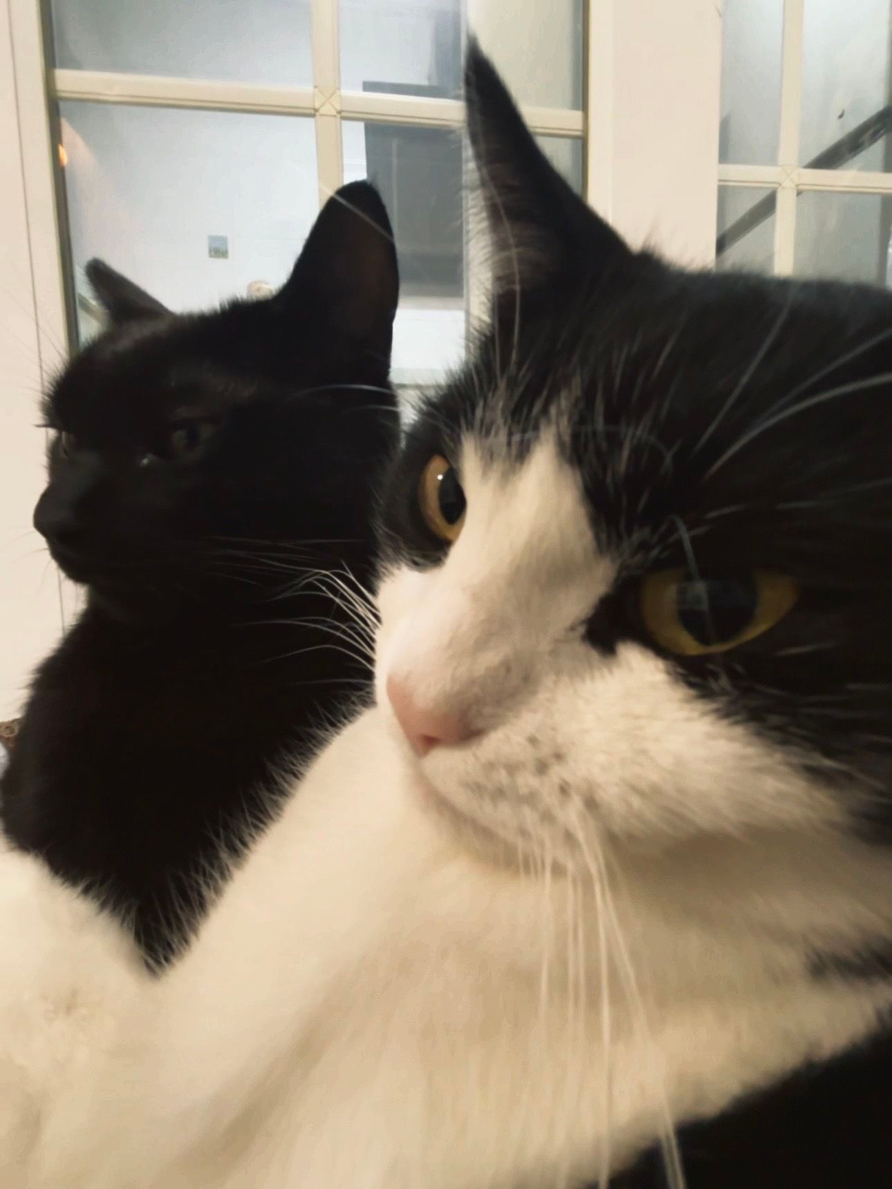 奶牛猫和全牛猫 