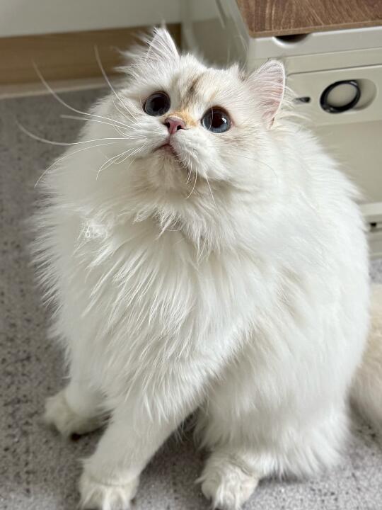 有没有吃过高爷家益生菌猫粮的？