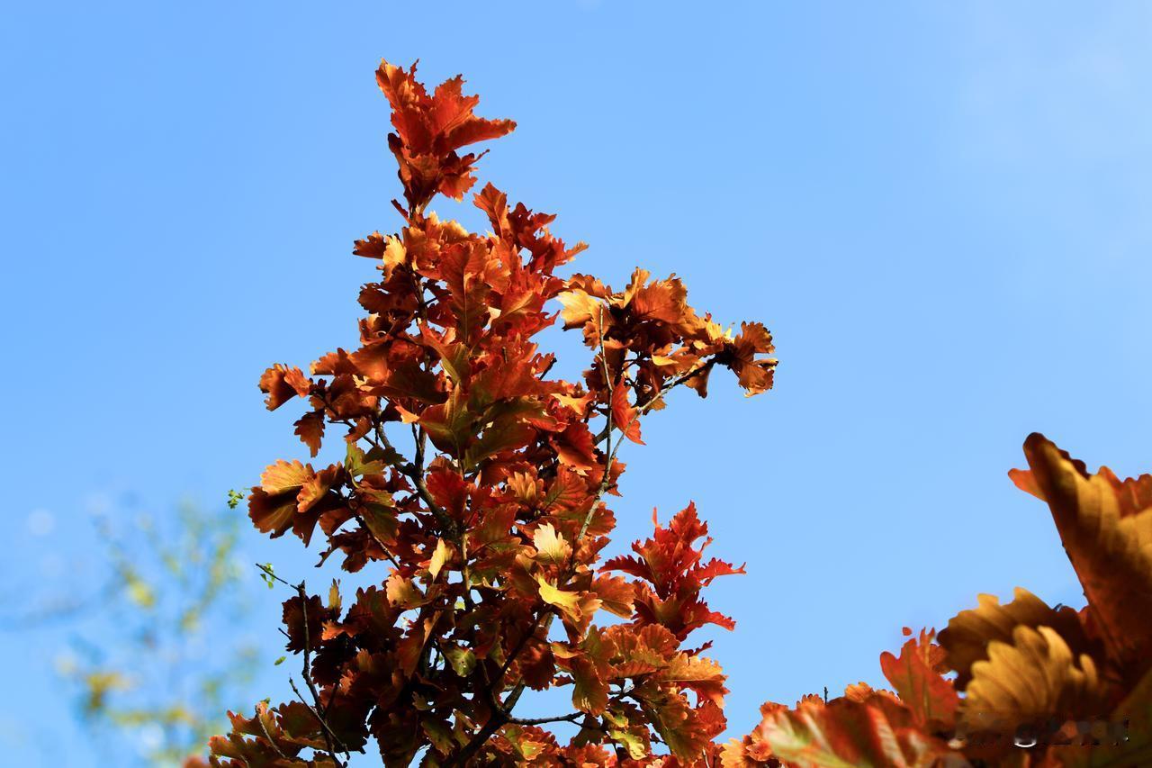 正因为如此，时值隆冬，也要发布一组秋天的色彩——红叶照片，接下来再发布一组早春的