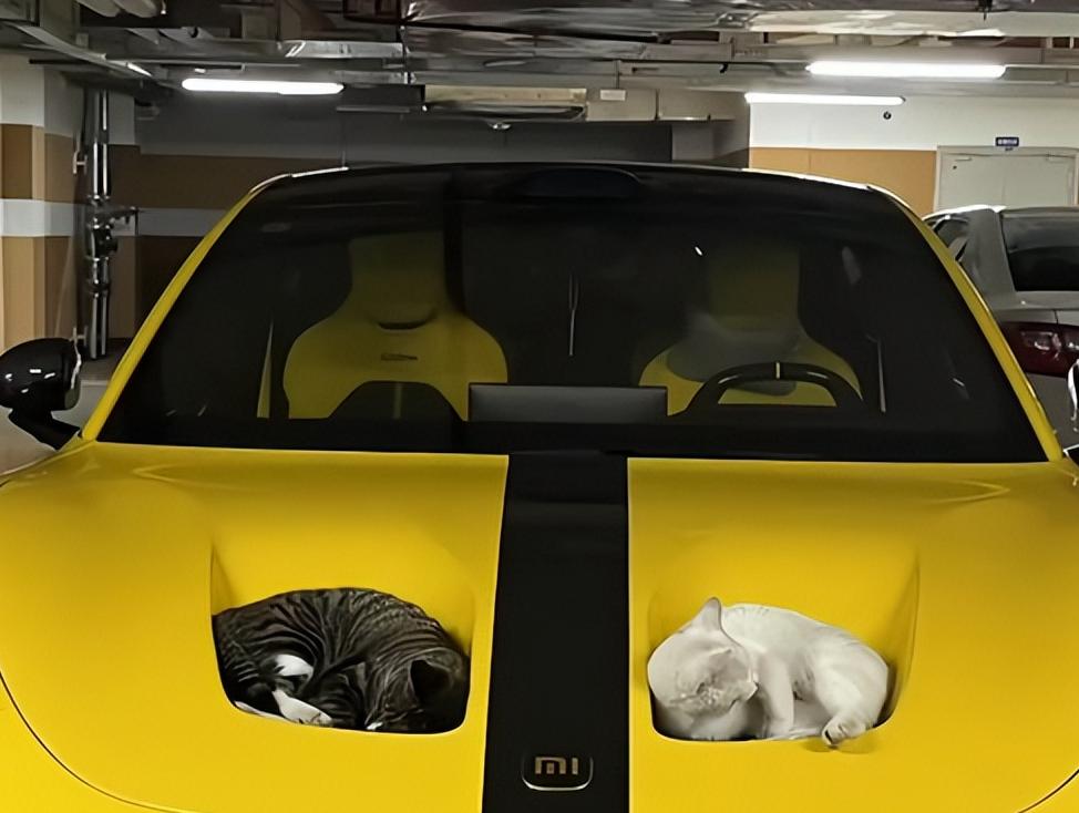 60万内最好的猫窝！小米SU7 Ultra双风洞被流浪猫霸占，车主看乐了
你花大