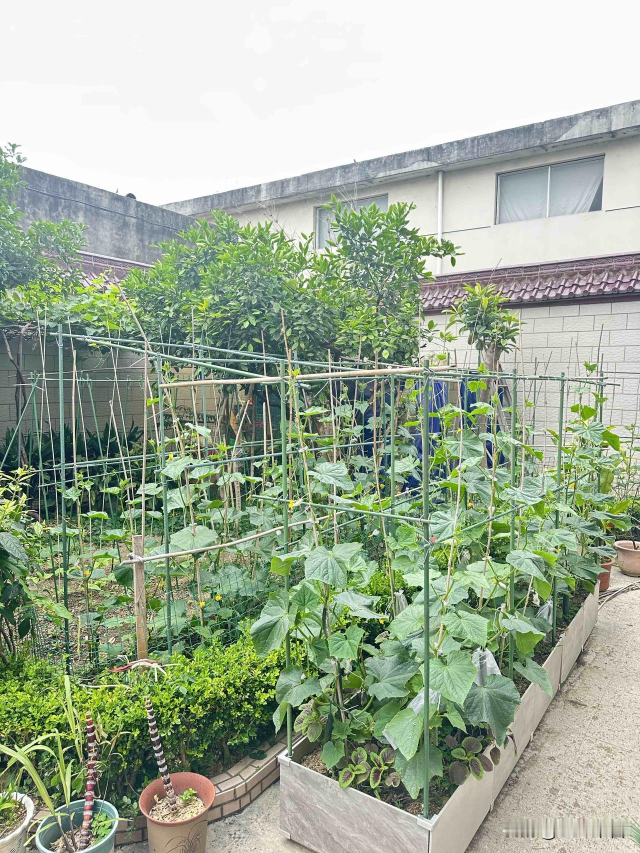 每日随拍绿色植物一方小天地，藏着我对生活的热爱。黄瓜在悄悄长大，三角梅在热烈绽放