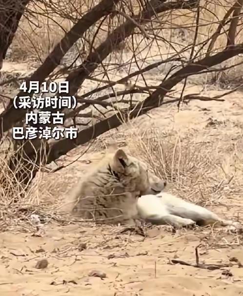 怀孕母狼主动投奔保护站！巴彦淖尔这幕跨越物种的信任，太好哭了
 
近期，内蒙古巴