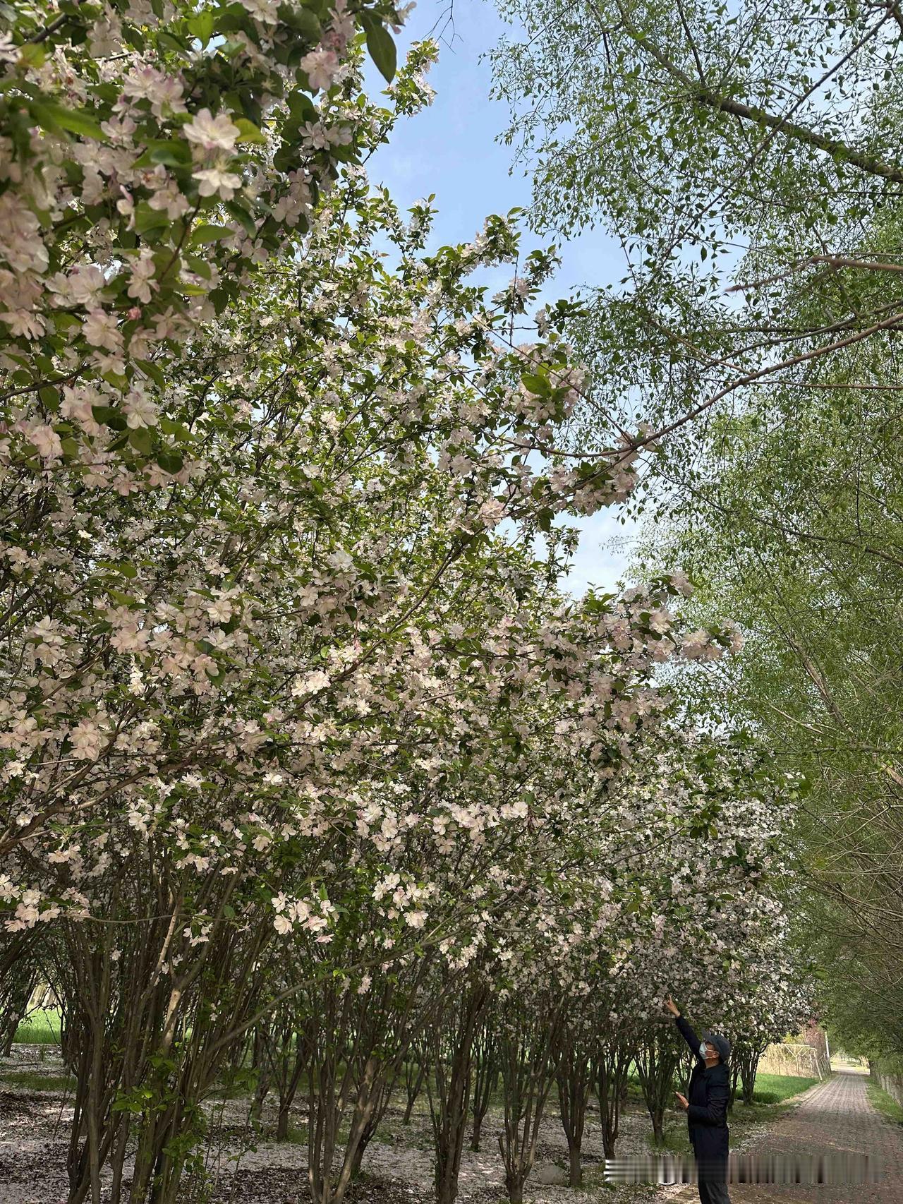 昨天去小树林坐坐
因为不是周末
人少路不堵
就把车开到里面了
停在海棠花海边
