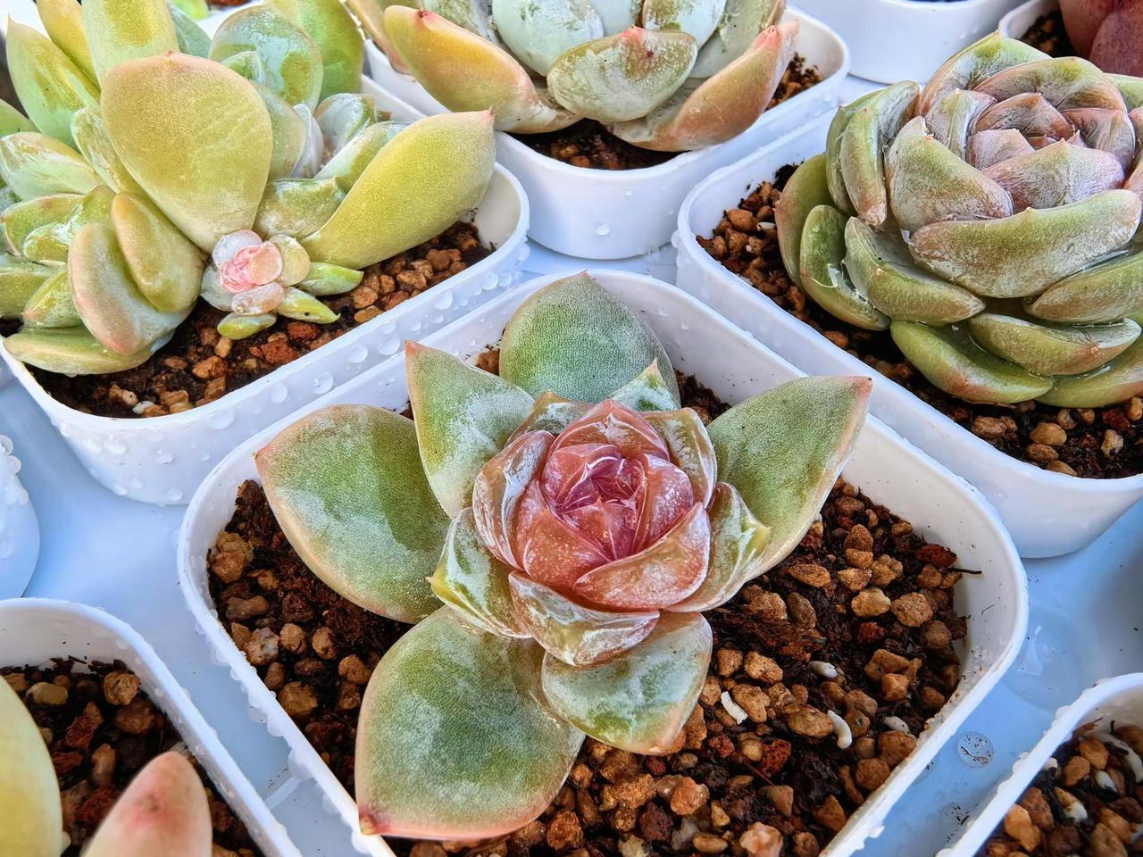 期待系列——糖心多肉合集。小小一个，颜值超高。多肉 多肉植物 多肉叶插 阳台多肉