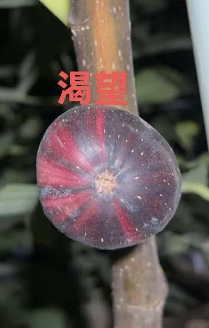 果友群里有人晒花皮渴望无花果，瞬间就被戳中了。之前完全没听说过这个品种，表皮带着