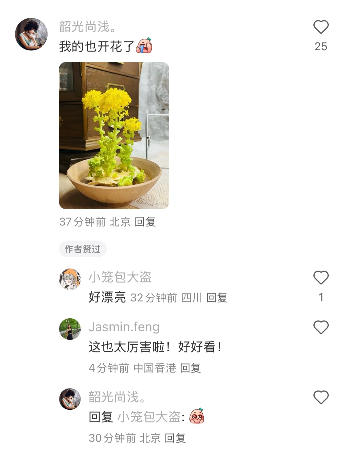 养的白菜在春天开花了 