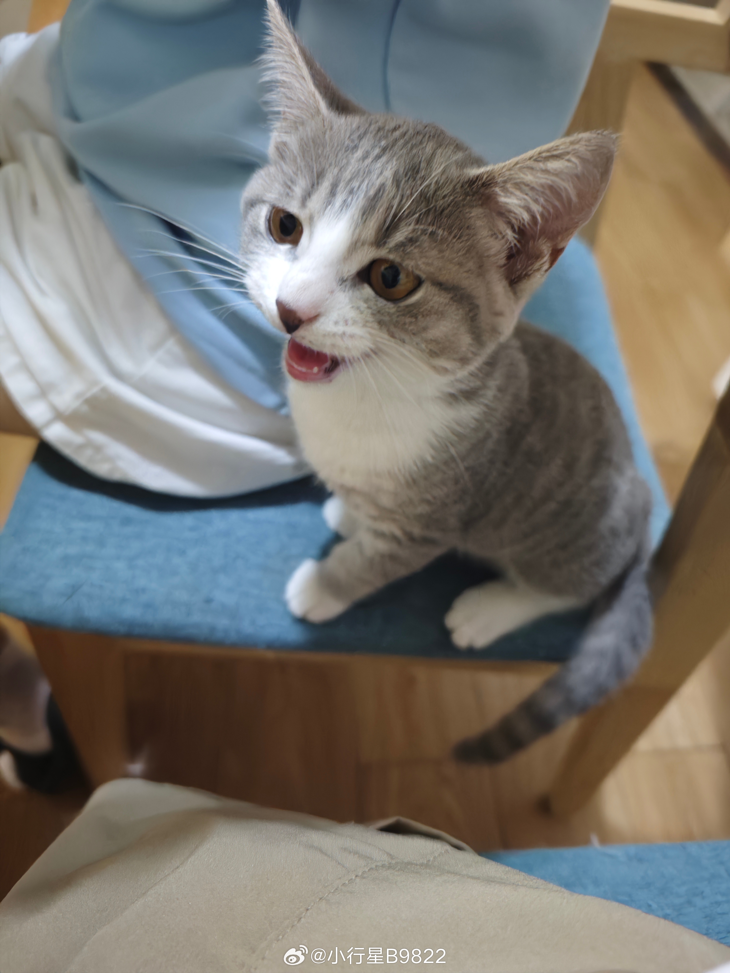 蓝莓去打了一针疫苗之后回来简直判若两猫之前天天在家里跑酷，蹦上蹦下，不太粘人现在