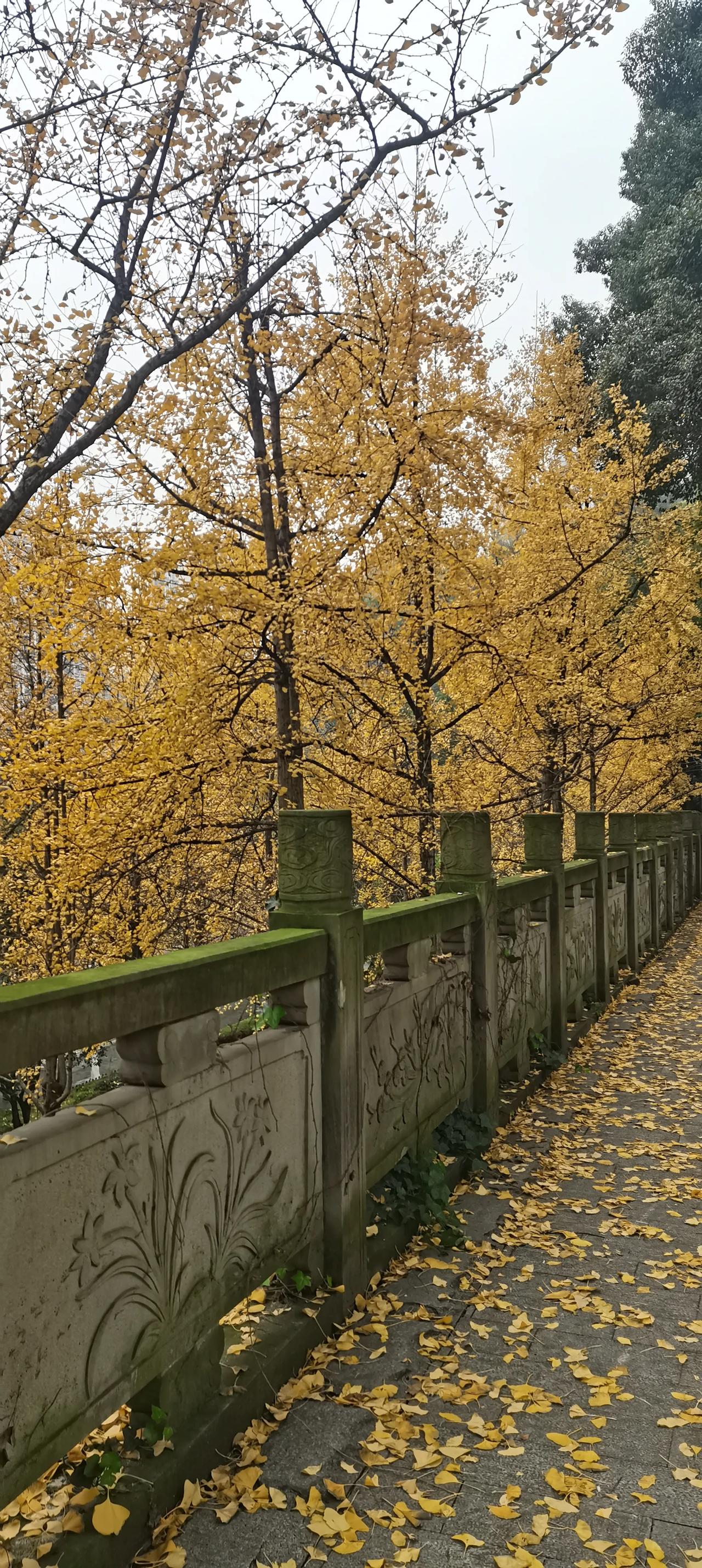 冬天的忧伤要怎么表达

又到了黄叶纷纷落下，
冬天的风景美丽如画。
游人如织多少