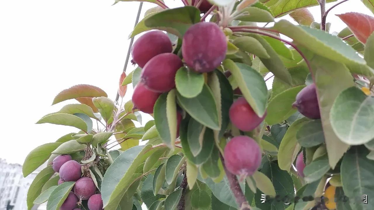 点击链接直接打开