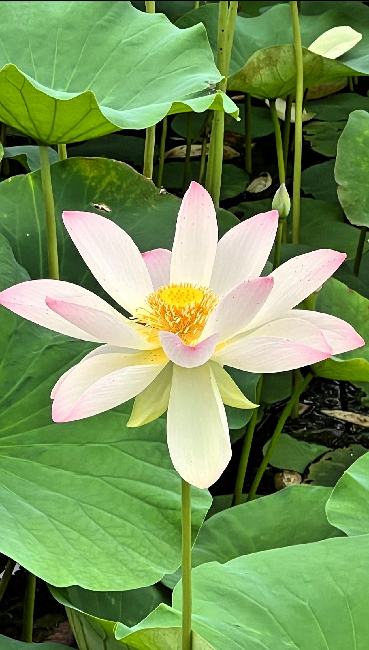 荷花美如画：出淤泥而不染， 濯清涟而不妖