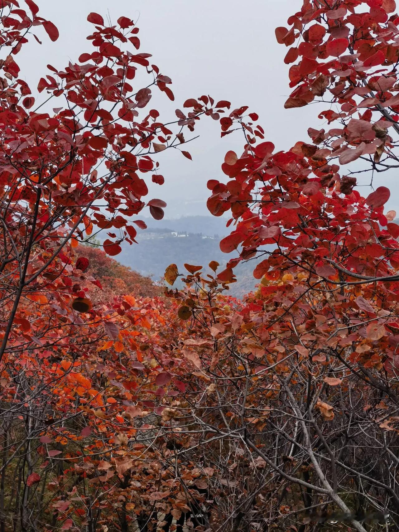 冬日生活打卡季郑州市区三十公里，红叶圣地！