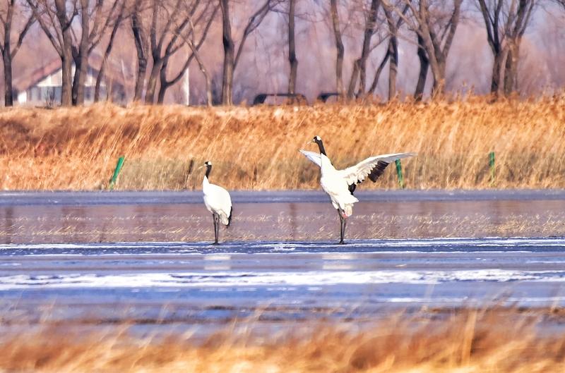 鹤望天穹欲振翅，
前途难测恋安逸。