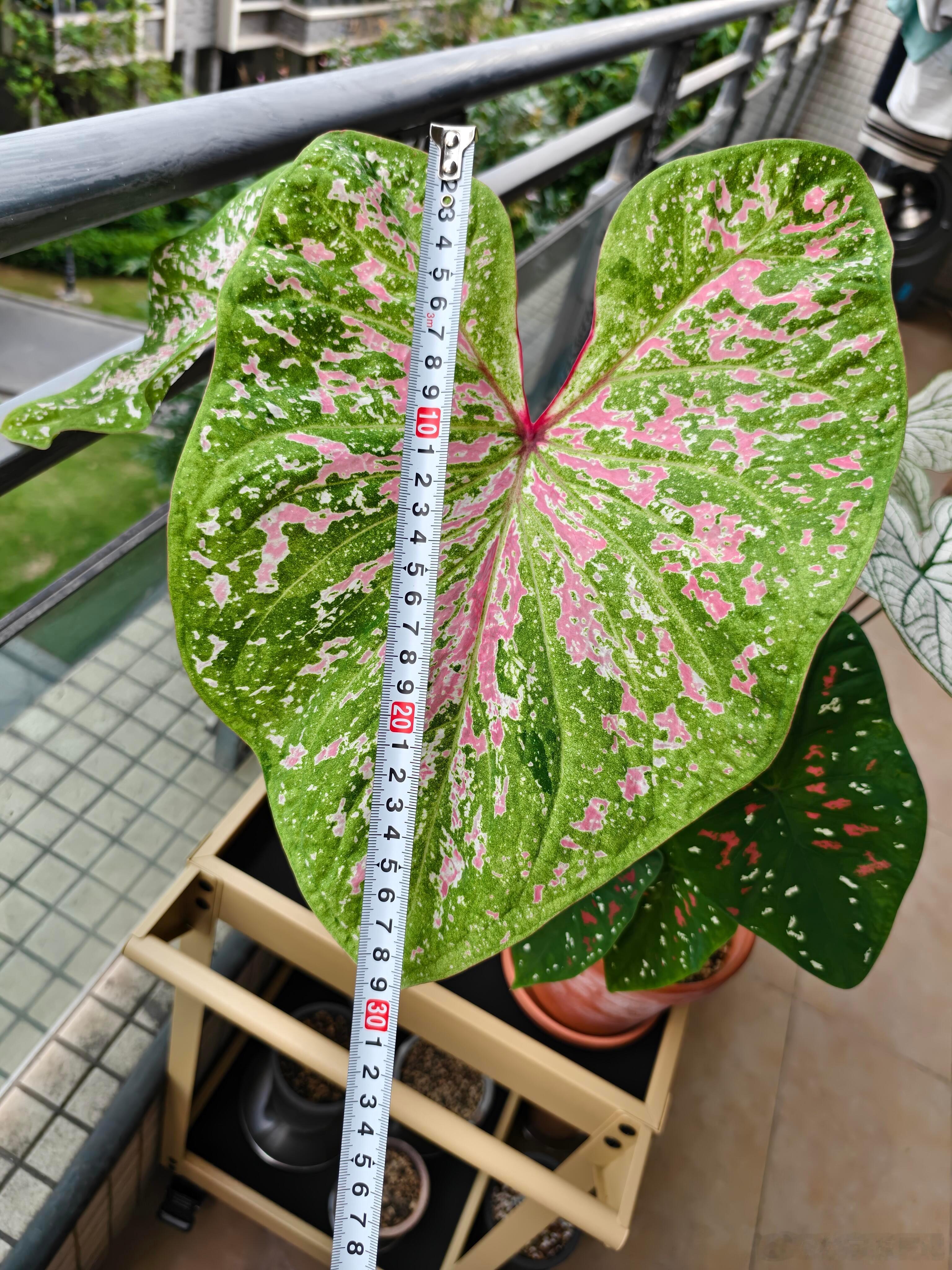 第一次见这么大的叶子，好健康，我是有点惊喜的，颜色也是我喜欢的。第一次见叶子比脸