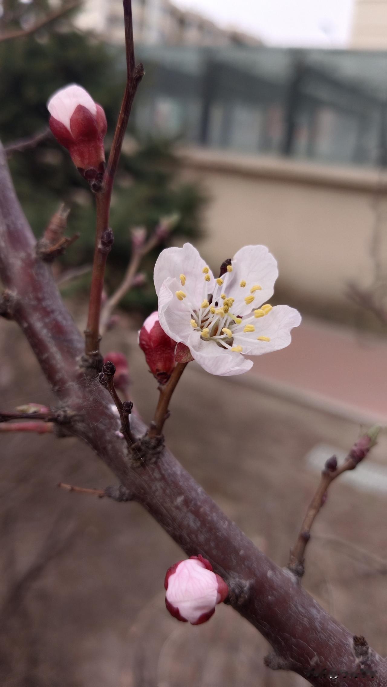 我的下联是：花海觅雄枝。