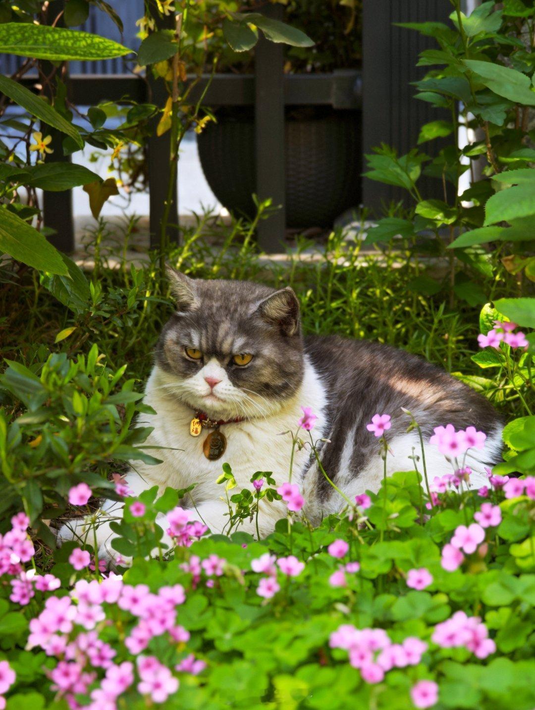 生活手记 小区又长猫了 