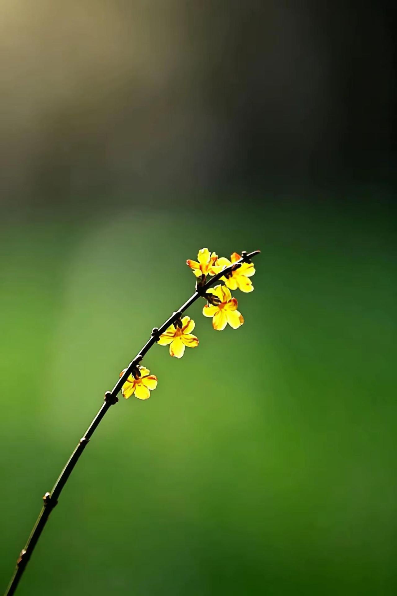 花美歌甜。