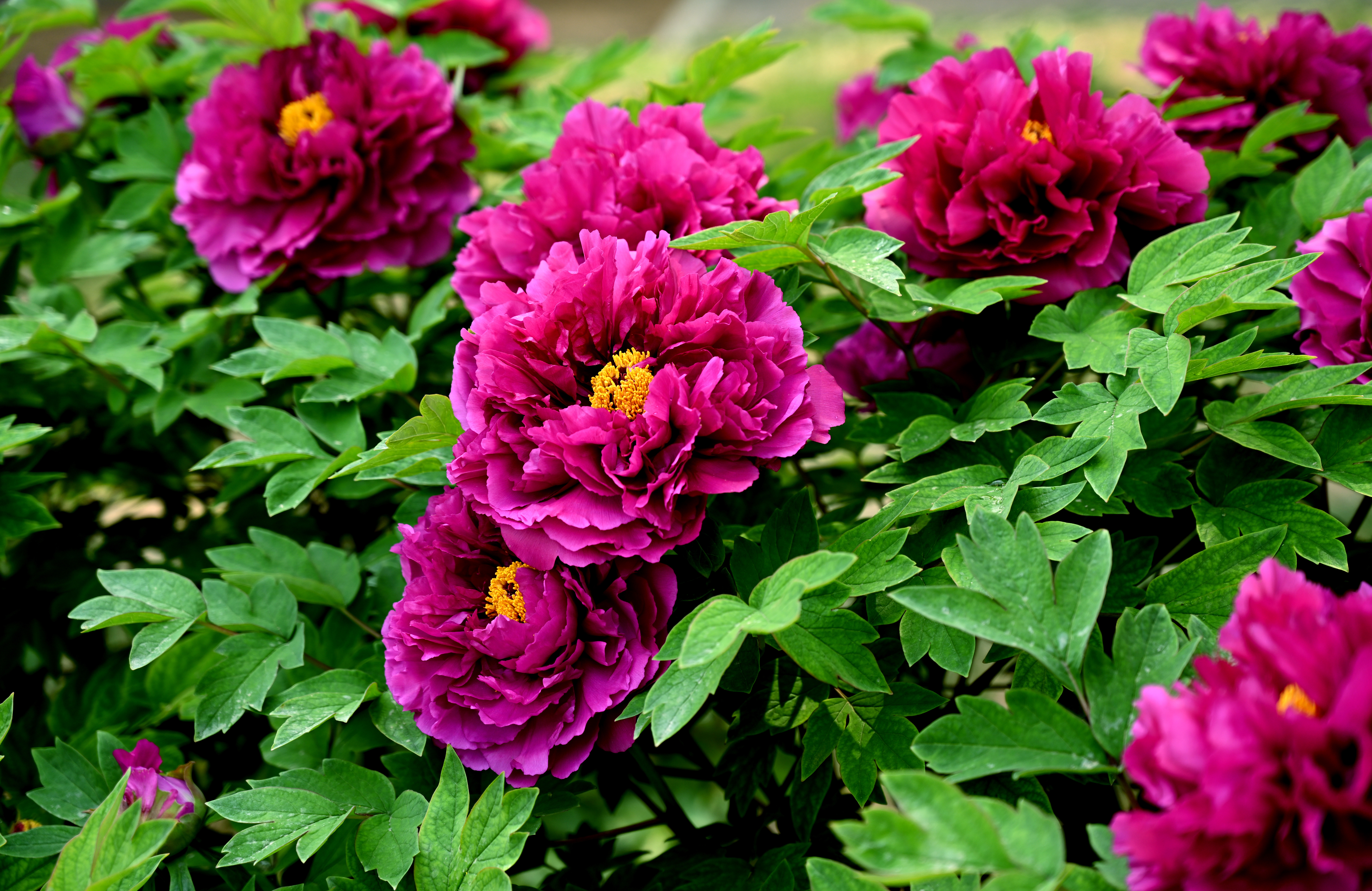 周末特朗普又搞事，确实谁都受不了他这么折腾，巴西总统卢拉直接开骂了。美国是大国没