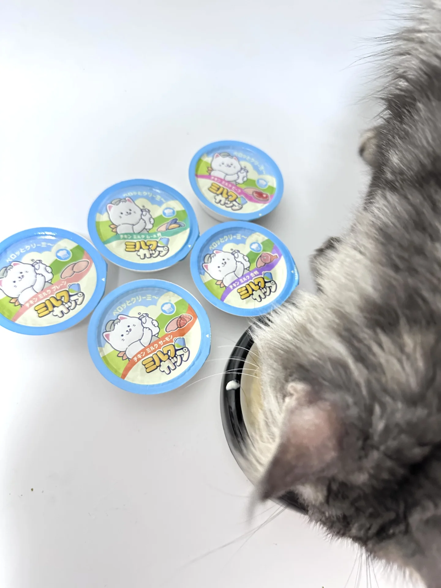 奶油质地【猫罐头】第一次见耶 🍭