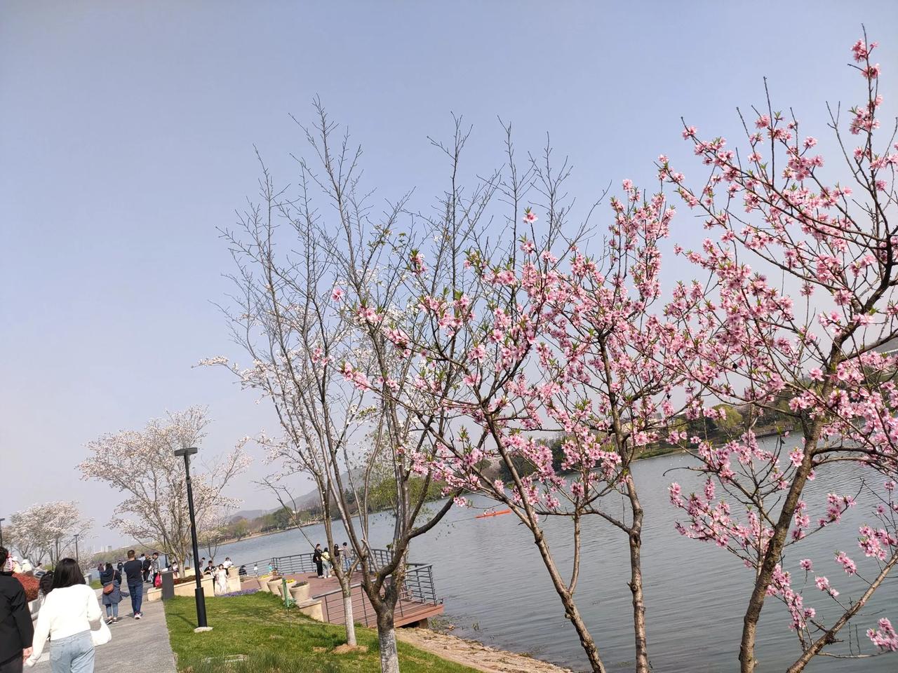 每年鸡鸣寺路上樱花盛开，都吸引来许多观赏樱花的游人。这条赏樱大路，树上鲜花似锦，