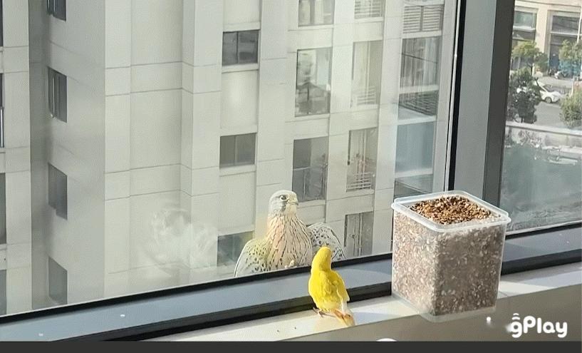 望着小点心的红隼 