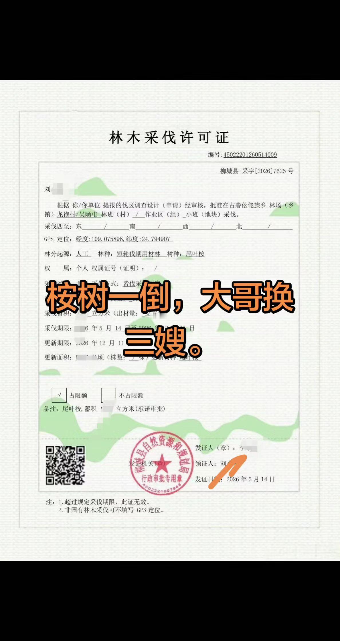 桉树 桉树种植