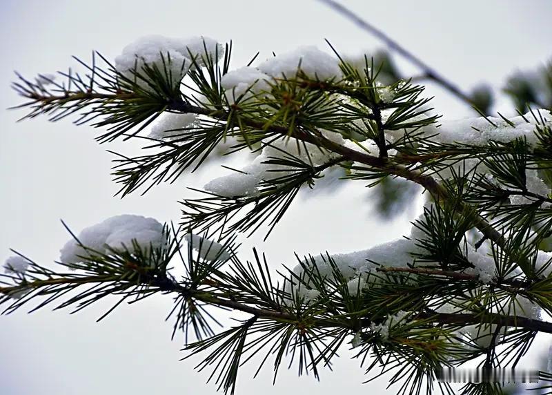 上联:雪浴青松松更翠;
下联:霜敷翠柏柏犹青。
友友请出上联 友友请邀对下联 对