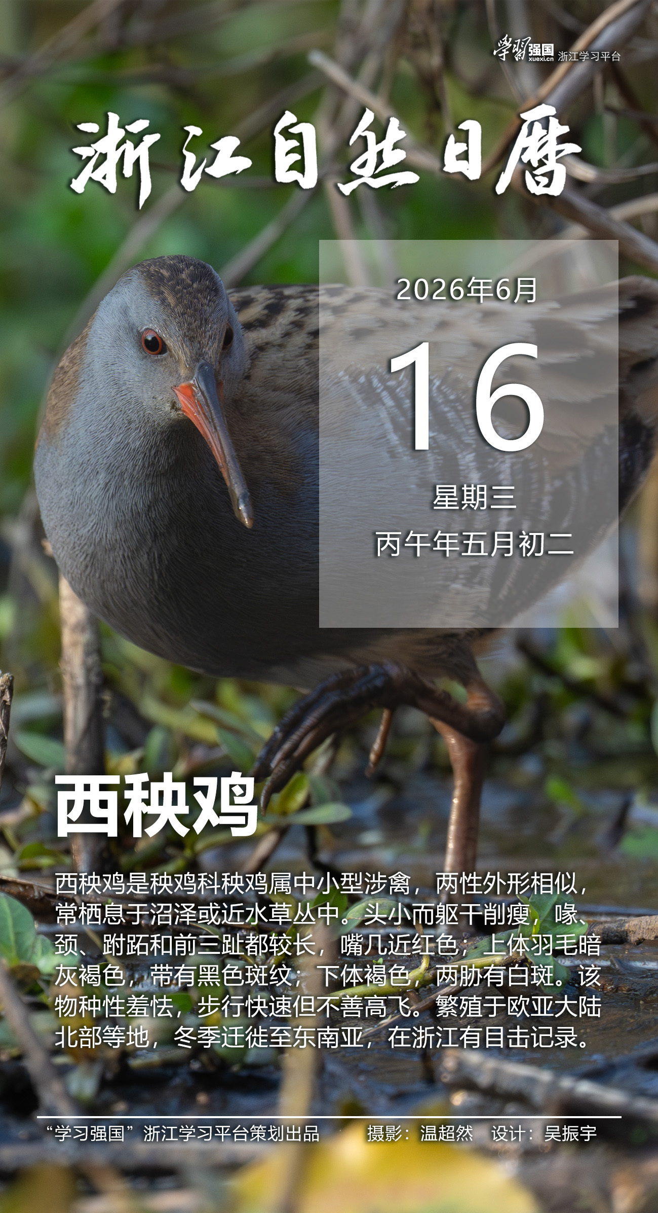 浙江自然日历丨西秧鸡：信步水泽 