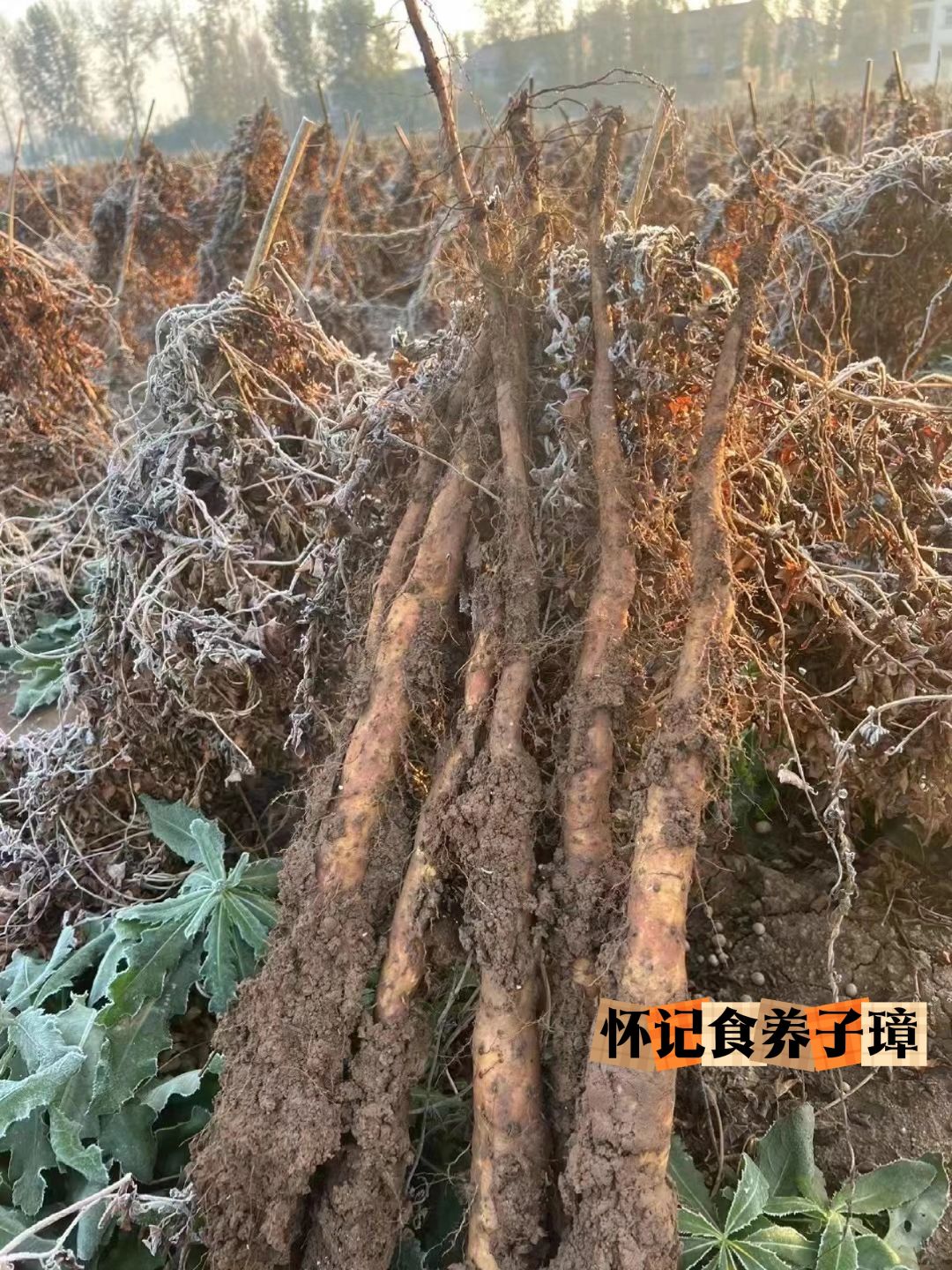 吃了1年铁棍山药竟然吃错了！看一篇就够了