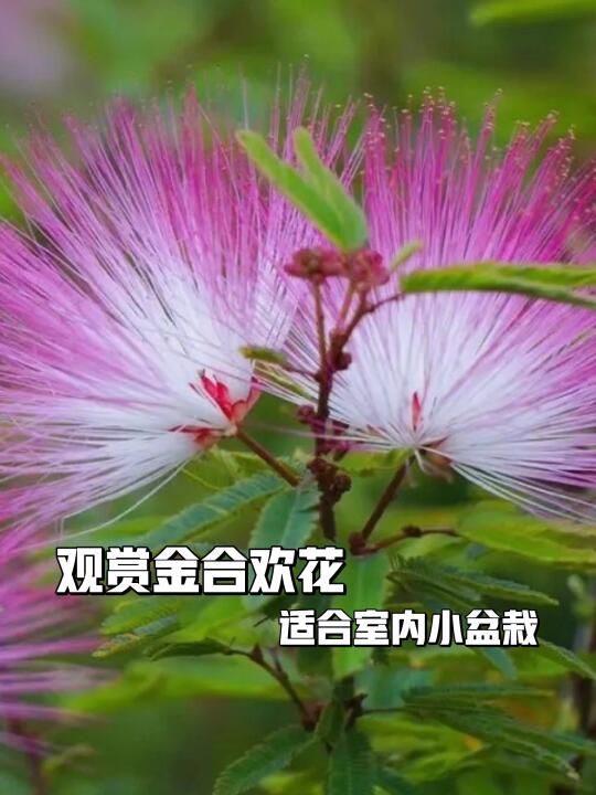 🌸合欢姬盆栽，新手懒人必备🌿