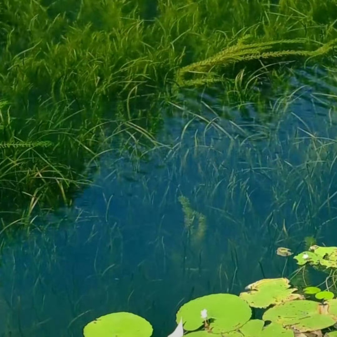 澄澈碧水间水草摇曳，游鱼自在穿梭，一池清幽静享悠然时光。 