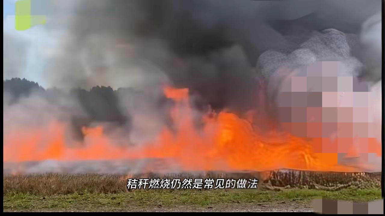 这是闹哪样？秸秆又能烧了？ 
北京师范大学的一项研究表明，小麦秸秆燃烧过程中形成