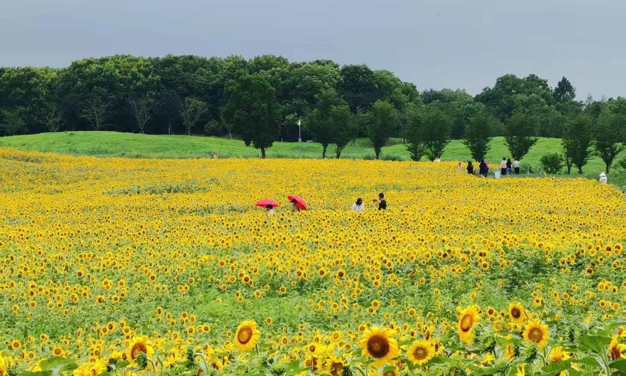 苏州、乌鲁木齐时空相对论
10月8日，乌鲁木齐老友一早发来问候微信，图片是“寒露
