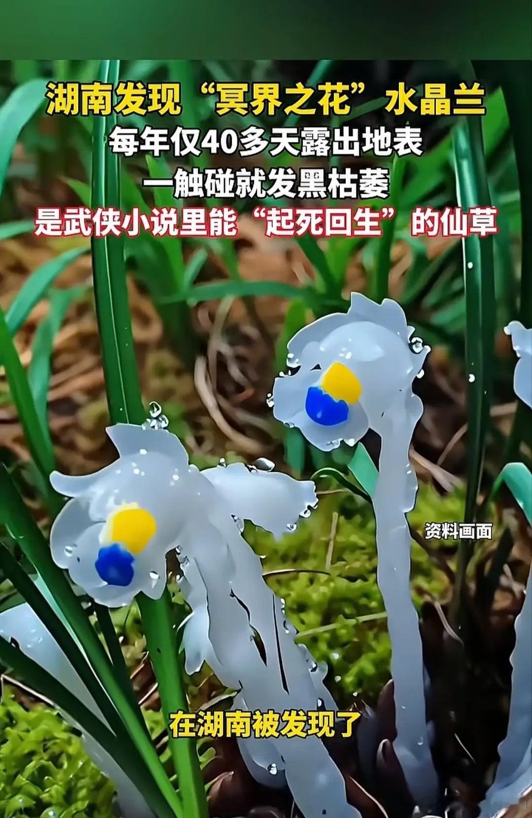 4月10日，湖南邵阳南山国家公园海拔约1100米的杜鹃林内，发现400多株“冥界