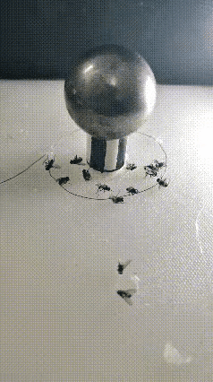 懂物理的看过来
苍蝇只要一靠近就马上放电
这是什么原理呢？
你知道吗？
能否告之