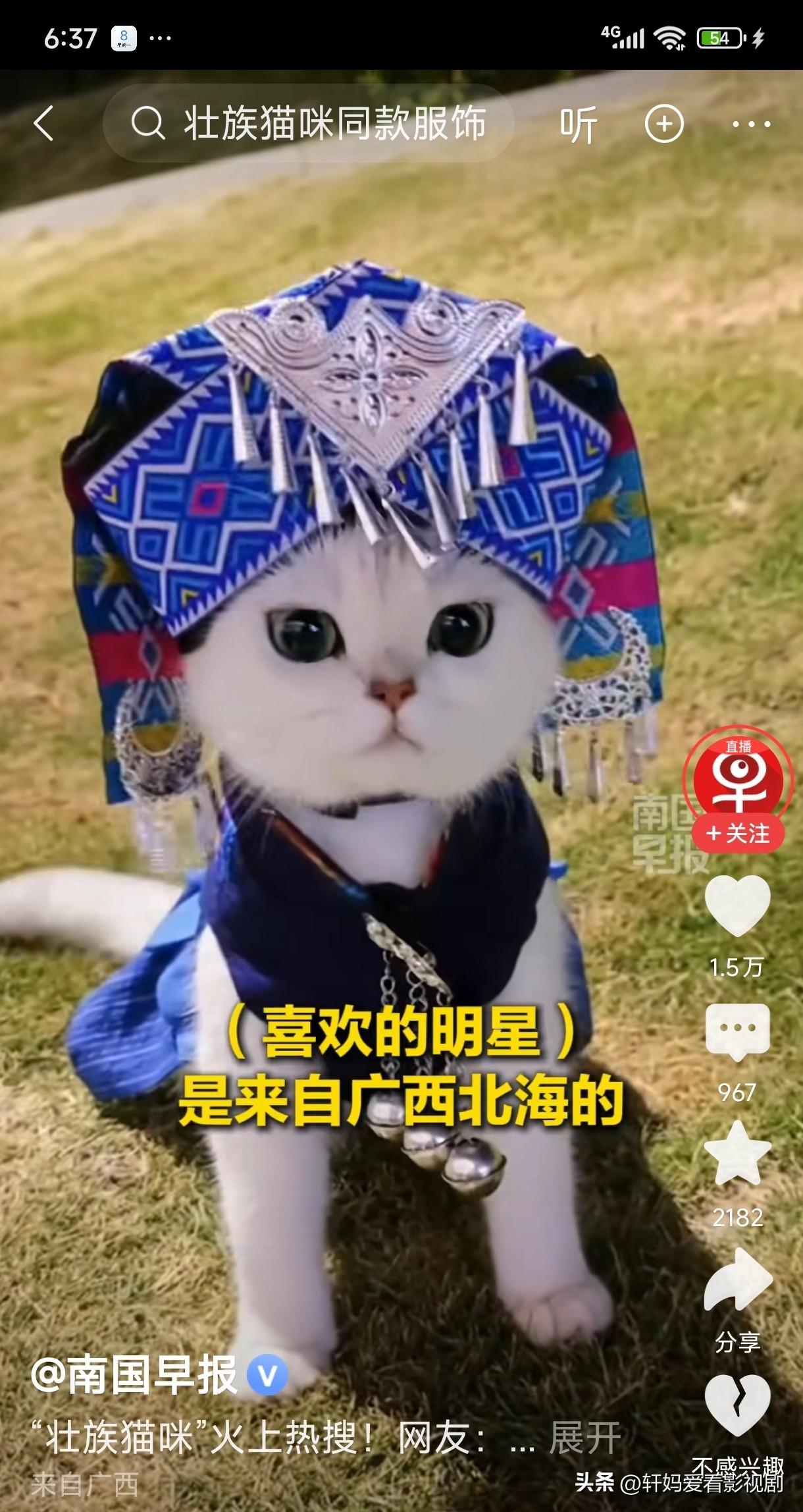 小猫们被穿上民族服装。打扮的漂漂亮亮。就差会说话了。小猫服饰
