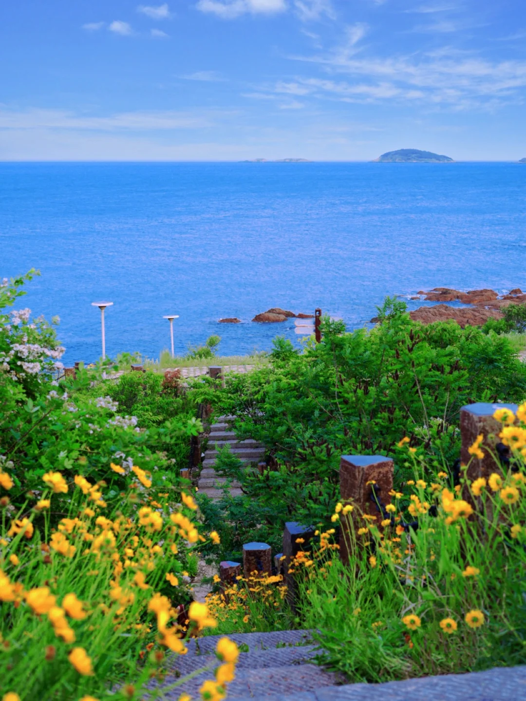 黄岛东环岛金菊🌼已是next level了！附路线