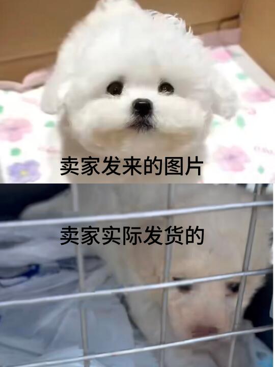 避雷！远程购买活体宠物骗局