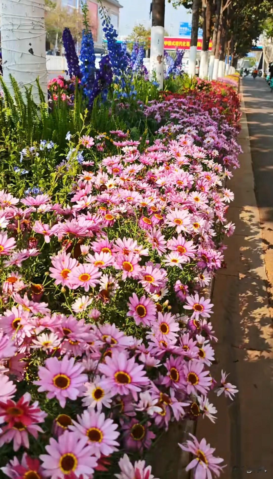 聊聊那些美丽的花绿化带的花，怎么样？[呲牙]