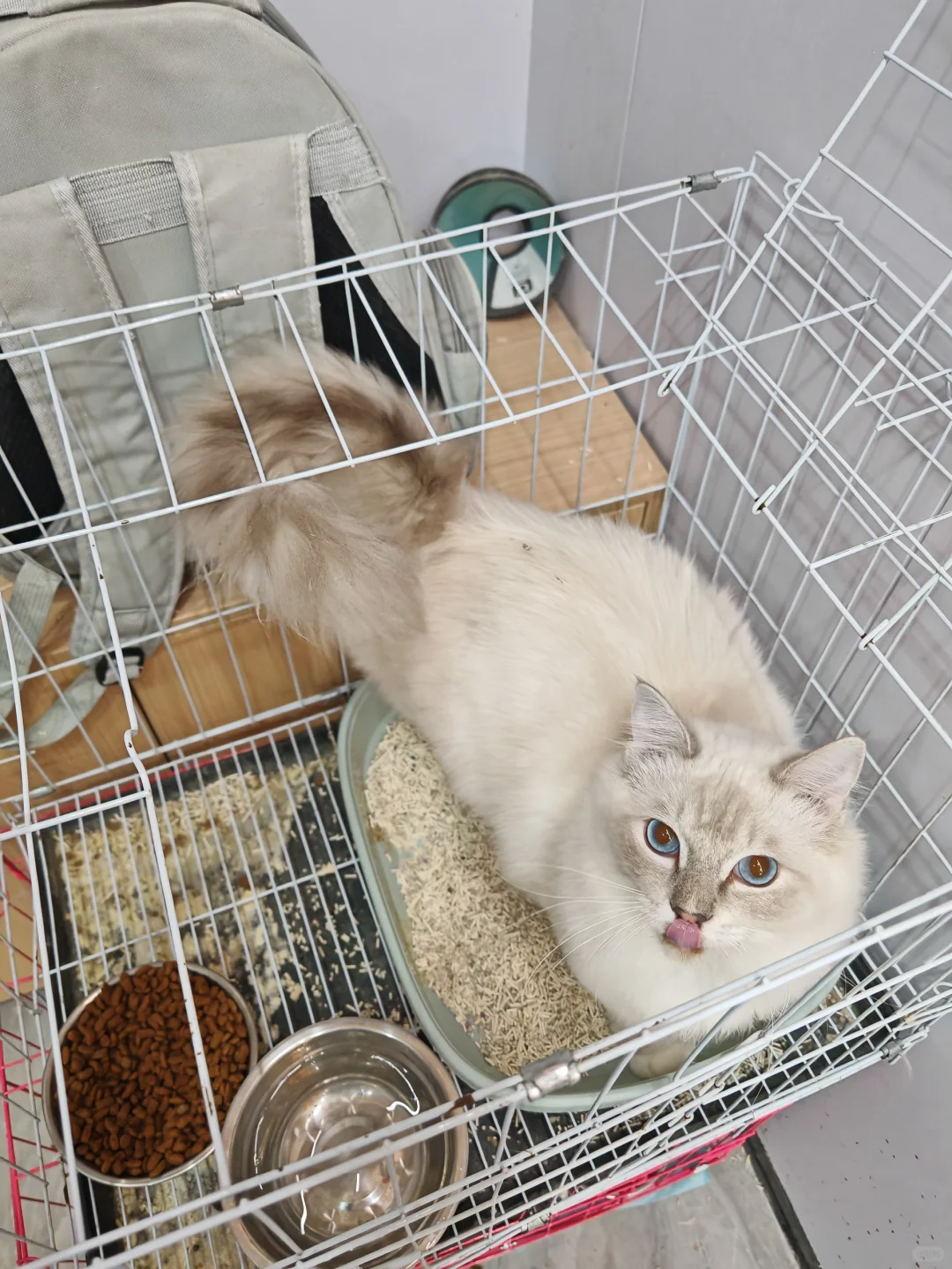 自己养的猫送去寄养就不要了？