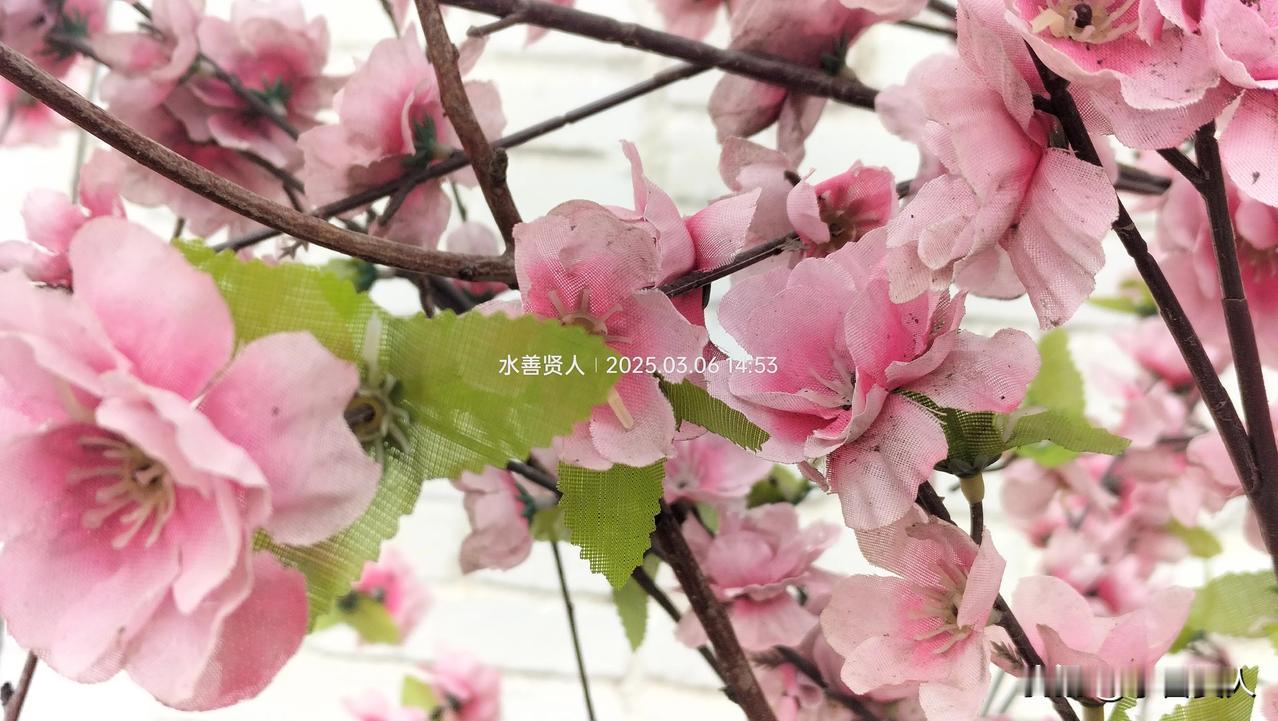 春日生活打卡季山桃花🌹开啦！