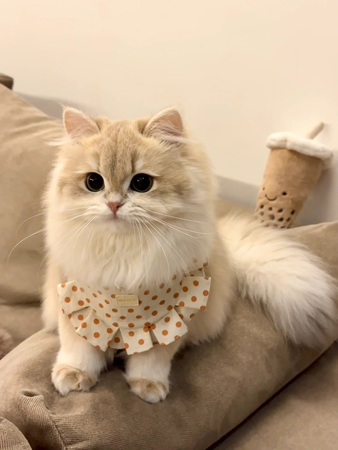 和小猫贴贴真的很快乐[喵喵]#猫咪以为主人要走伸手要抱抱# ​​​
