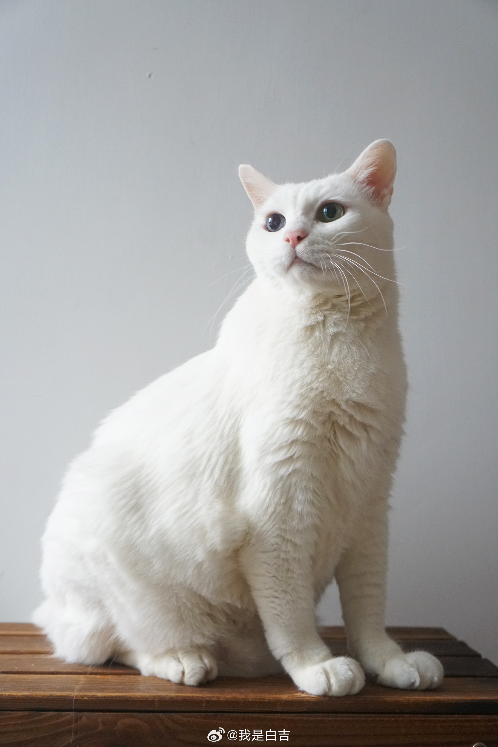 今天是散發🌫蒸氣熨斗味的老帥哥～#我是白吉# ​​​