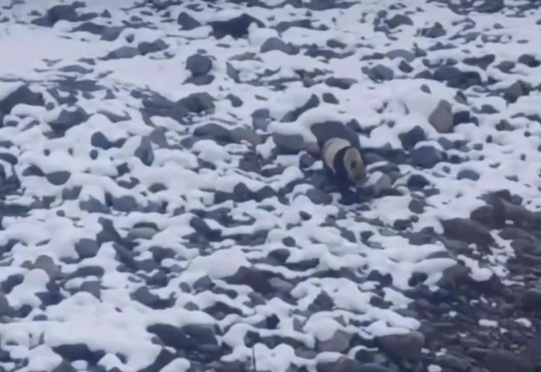 野生大熊猫雪后“巡村” 凉山村民守护国宝归林

3月19日清晨，四川凉山美姑县依